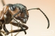 Wood Ant