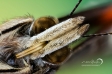 Red Admiral