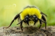 Bumblebee