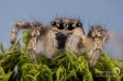 Jumping Spider