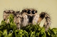 Jumping Spider