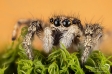 Jumping Spider