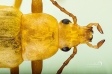 Sulphur Beetle