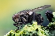 Common Flesh Fly