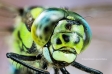 Common Hawker