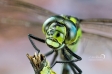 Common Hawker