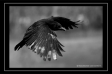 Carrion Crow