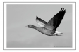 Greylag Goose