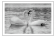 Mute Swan