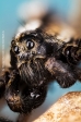 Wolf Spider