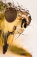 Yellow Dung Fly