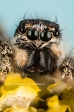 Zebra Jumping Spider