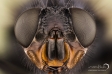 Bluebottle fly