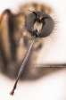 Empis tessellata