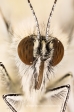 Green-veined White