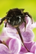 Hairy-footed Flower Bee