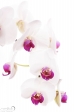 Orchid - 1