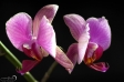 Orchid - 2