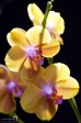 Orchid - 3