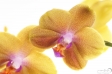 Orchid - 5