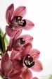 Orchid - 6