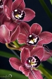 Orchid - 7