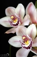 Orchid - 8