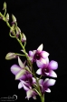 Orchid - 12