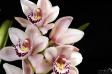 Orchid - 13