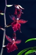 Orchid - 17