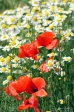 Red poppy - 1