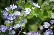 Germander speedwell - 1