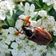 Cockchafer - 3