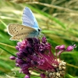 Common blue - 1