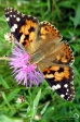 Painted lady - 1