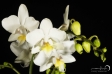 Orchid - 19