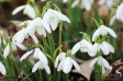 Common Snowdrop - 1