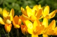 Crocuses - 1