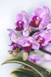 Orchid - 20