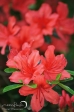 Azalea - 2