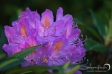 Rhododendron - 1