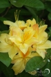 Rhododendron - 2