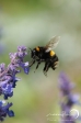 European Bumblebee - 1