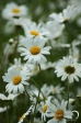 Shasta Daisy - 1