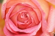 Rose - 1