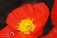 Poppies - 1