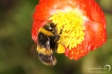 Bumblebee - 1