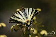 Scarce Swallowtail - 1