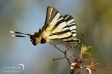 Scarce Swallowtail - 2