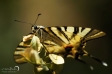 Scarce Swallowtail - 3